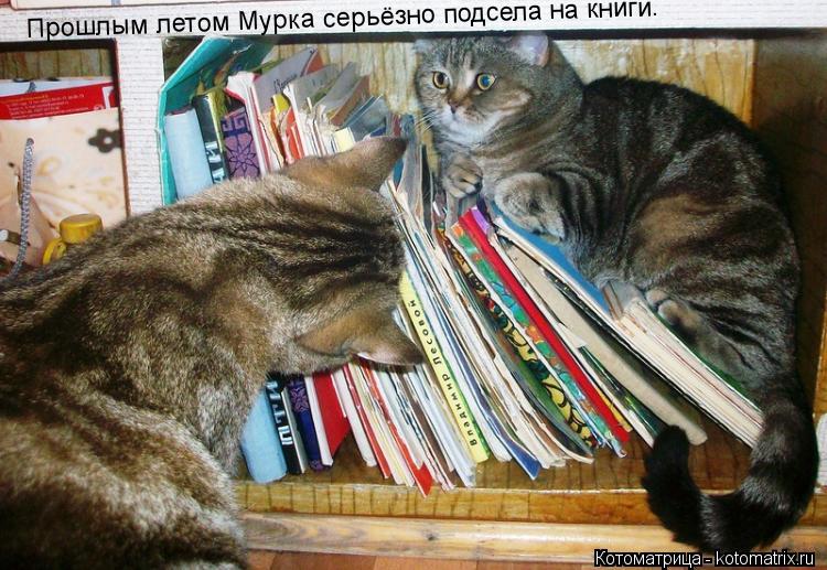 Прошлым летом Мурка серьёзно подсела на книги.... Котоматрица: Прошлым летом Мурка серьёзно подсела на книги.