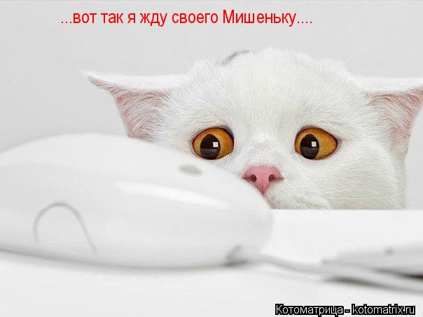 ...вот так я жду своего Мишеньку....... Котоматрица: ...вот так я жду своего Мишеньку....