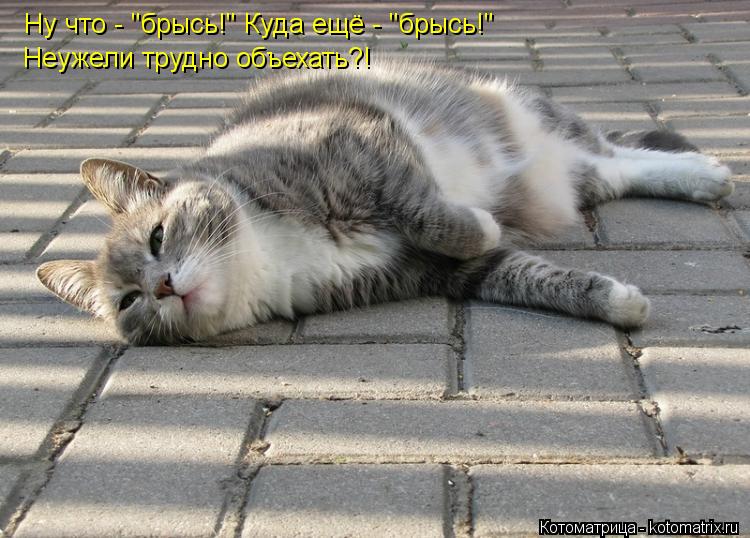 Ну что - "брысь!" Куда ещё - "брысь!" Неужели трудно объехать?!... Котоматрица: Ну что - "брысь!" Куда ещё - "брысь!" Неужели трудно объехать?!