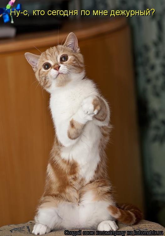 Ну-с, кто сегодня по мне дежурный?... Котоматрица: Ну-с, кто сегодня по мне дежурный?