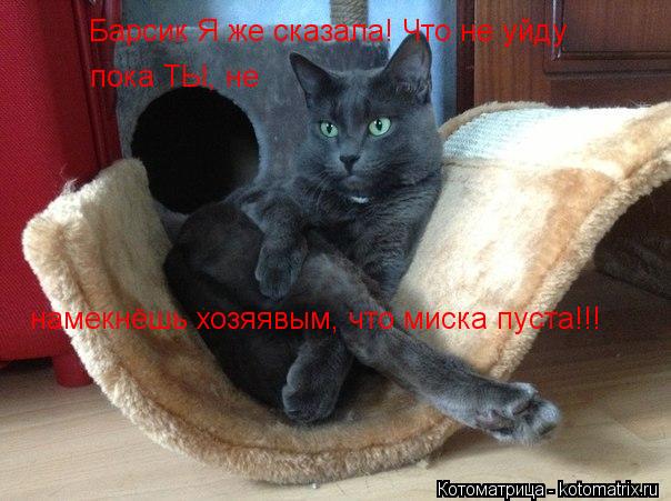 Барсик Я же сказала! Что не уйду пока ТЫ, не намекнёшь хозяявым, что миска пуста!!!... Котоматрица: Барсик Я же сказала! Что не уйду пока ТЫ, не намекнёшь хозяявым, что миска пуста!!!