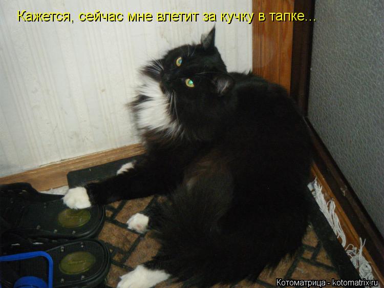 Кажется, сейчас мне влетит за кучку в тапке...... Котоматрица: Кажется, сейчас мне влетит за кучку в тапке...