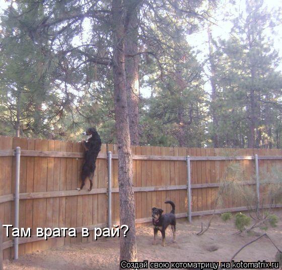 Там врата в рай?... Котоматрица: Там врата в рай?