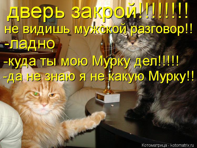 дверь закрой!!!!!!!! не видишь мужской разговор!! -ладно -куда ты мою Мурку дел!!!!! -да не знаю я не... Котоматрица: дверь закрой!!!!!!!! не видишь мужской разговор!! -ладно -куда ты мою Мурку дел!!!!! -да не знаю я не какую Мурку!!