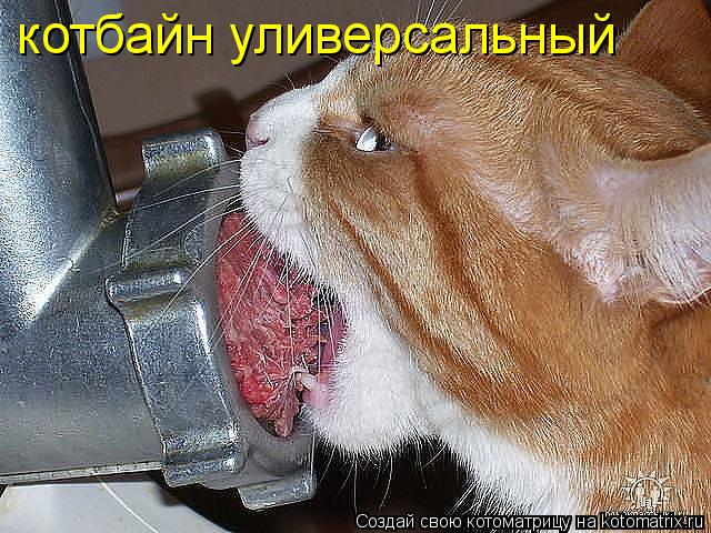 http://kotomatrix.ru/images/lolz/2013/06/13/kotomatritsa_T1.jpg