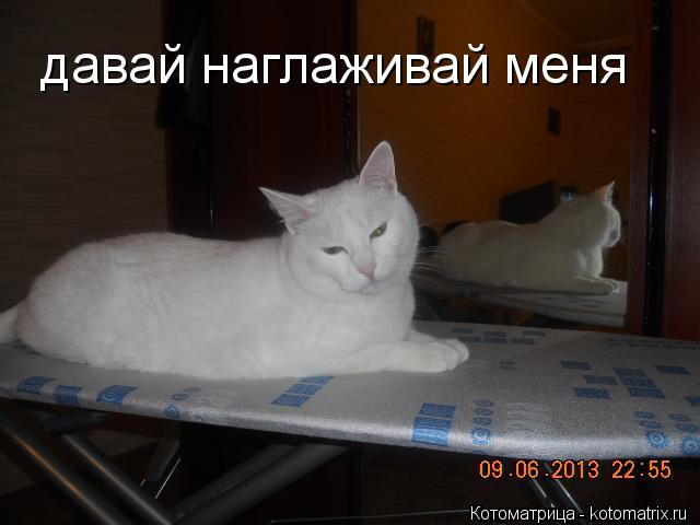 Котоматрица: давай наглаживай меня