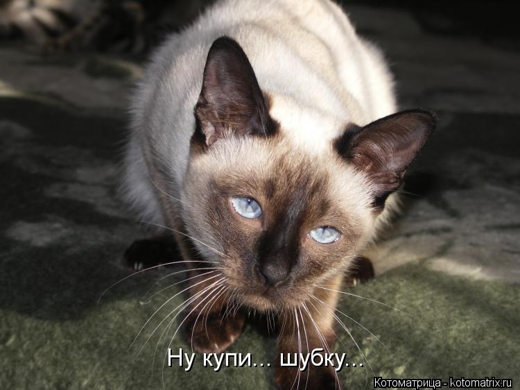 Ну купи... шубку...... Котоматрица: Ну купи... шубку...