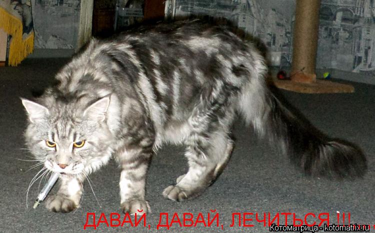 ДАВАЙ, ДАВАЙ, ЛЕЧИТЬСЯ !!!,,,,,... Котоматрица: ДАВАЙ, ДАВАЙ, ЛЕЧИТЬСЯ !!!,,,,,