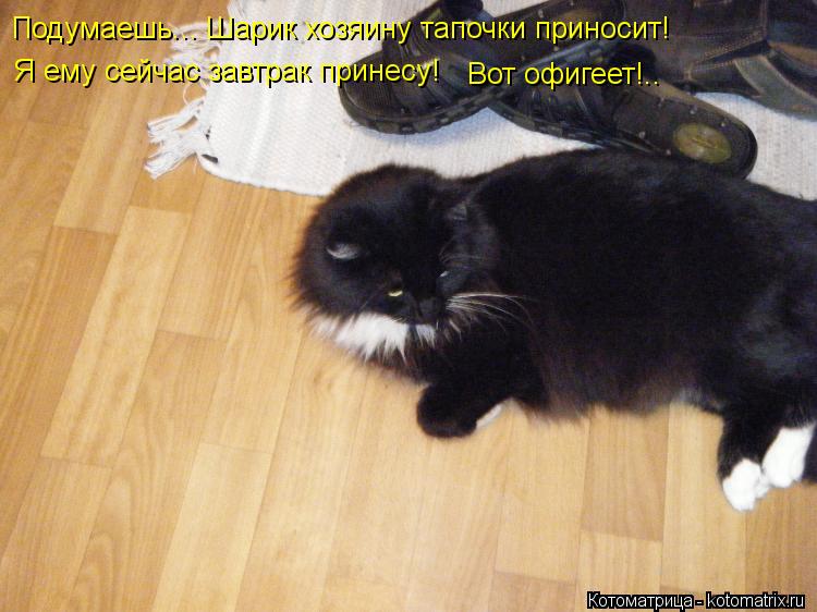 Подумаешь... Шарик хозяину тапочки приносит! Я ему сейчас завтрак принесу! Вот офигеет!..... Котоматрица: Подумаешь... Шарик хозяину тапочки приносит! Я ему сейчас завтрак принесу! Вот офигеет!..