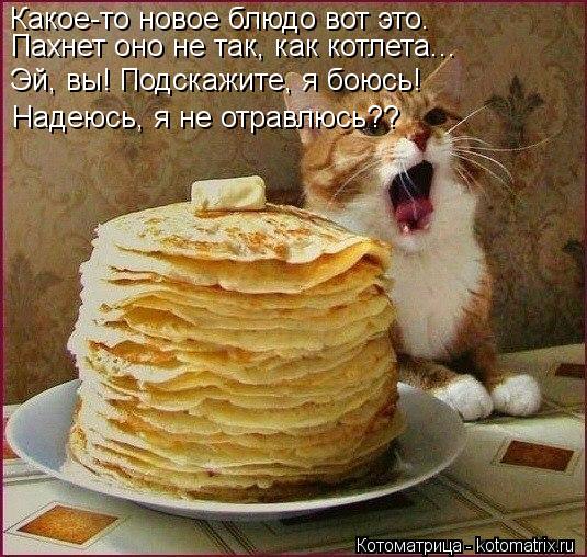 Какое-то новое блюдо вот это. Пахнет оно не так, как котлета... Эй, вы! Подскажите, я боюсь! Надеюсь,... Котоматрица: Какое-то новое блюдо вот это. Пахнет оно не так, как котлета... Эй, вы! Подскажите, я боюсь! Надеюсь, я не отравлюсь??