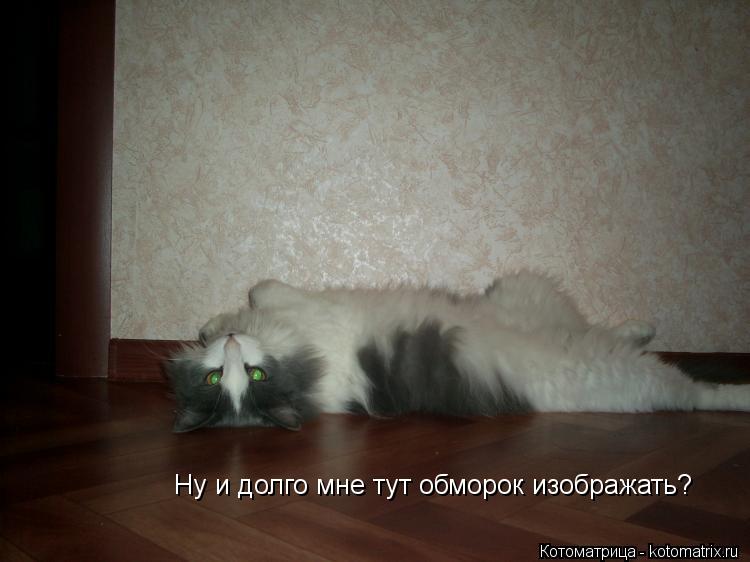 Котоматрица: Ну и долго мне тут обморок изображать?
