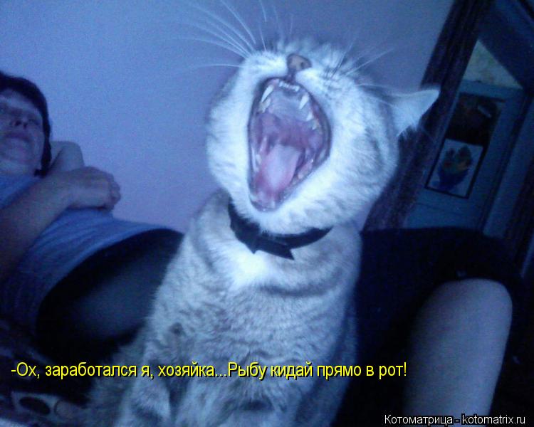 Котоматрица: -Ох, заработался я, хозяйка...Рыбу кидай прямо в рот!