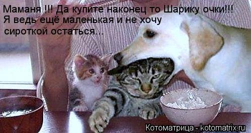 Котоматрица: Маманя !!! Да купите наконец то Шарику очки!!! Я ведь ещё маленькая и не хочу  сироткой остаться...