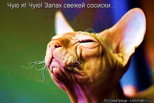 Чую я! Чую! Запах свежей сосиски...... Котоматрица: Чую я! Чую! Запах свежей сосиски...