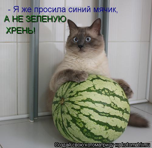 Котоматрица: - Я же просила синий мячик,  А НЕ ЗЕЛЕНУЮ  ХРЕНЬ!