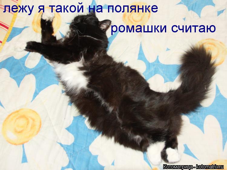 лежу я такой на полянке ромашки считаю... Котоматрица: лежу я такой на полянке ромашки считаю