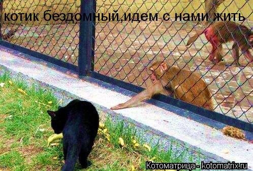 котик бездомный,идем с нами жить... Котоматрица: котик бездомный,идем с нами жить