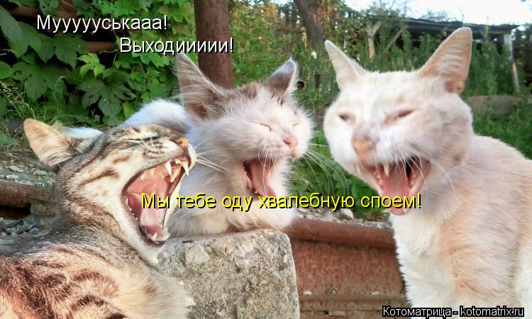 Котоматрица: Муууууськааа! Выходиииии! Мы тебе оду хвалебную споем!