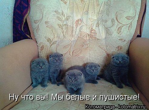 Котоматрица: Ну что вы! Мы белые и пушистые!