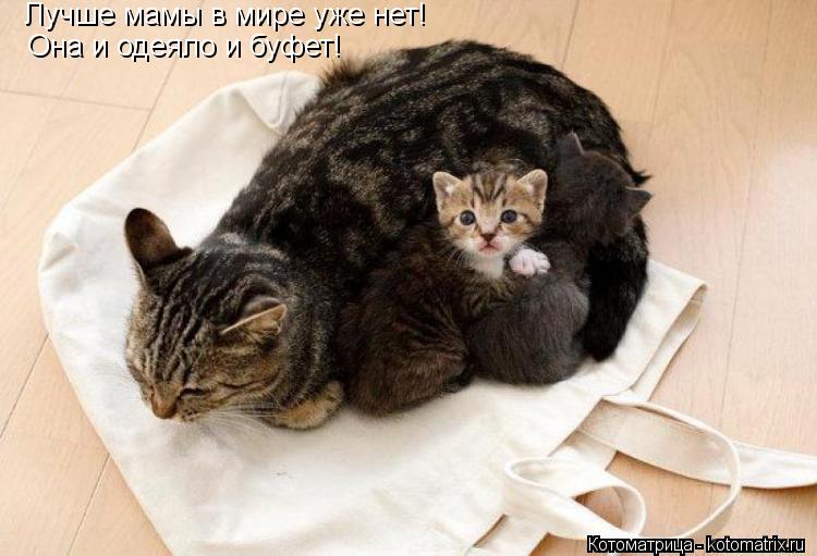 Лучше мамы в мире уже нет! Она и одеяло и буфет!... Котоматрица: Лучше мамы в мире уже нет! Она и одеяло и буфет!