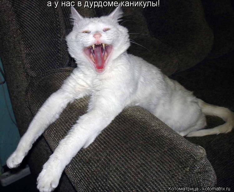 Котоматрица: а у нас в дурдоме каникулы!