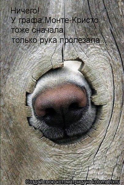 Котоматрица: Ничего! У графа Монте-Кристо тоже сначала только рука пролезала...