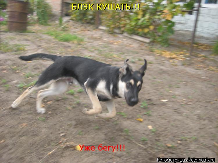 БЛЭК КУШАТЬ!!! Уже бегу!!!... Котоматрица: БЛЭК КУШАТЬ!!! Уже бегу!!!