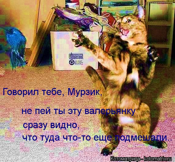 Котоматрица: Говорил тебе, Мурзик,  не пей ты эту валерьянку сразу видно,  что туда что-то еще подмешали..