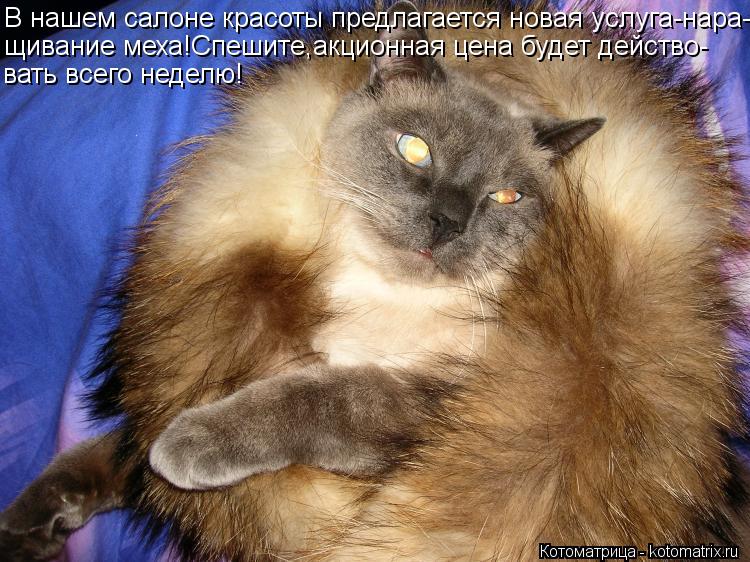 Котоматрица: В нашем салоне красоты предлагается новая услуга-нара- щивание меха!Спешите,акционная цена будет действо- вать всего неделю!