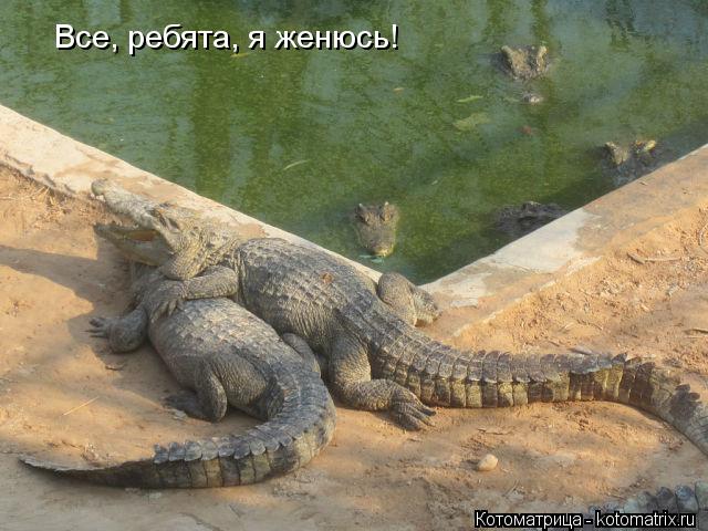Котоматрица: Все, ребята, я женюсь!