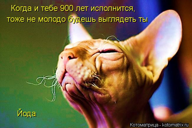 Когда и тебе 900 лет исполнится, тоже не молодо будешь выглядеть ты Йода... Котоматрица: Когда и тебе 900 лет исполнится, тоже не молодо будешь выглядеть ты Йода