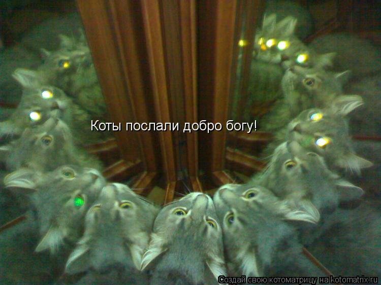 Котоматрица: Коты послали добро богу!