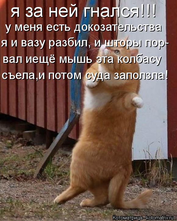 я за ней гнался!!! у меня есть докозательства я и вазу разбил, и шторы пор- вал иещё мышь эта колбасу... Котоматрица: я за ней гнался!!! у меня есть докозательства я и вазу разбил, и шторы пор- вал иещё мышь эта колбасу съела,и потом суда заползла!
