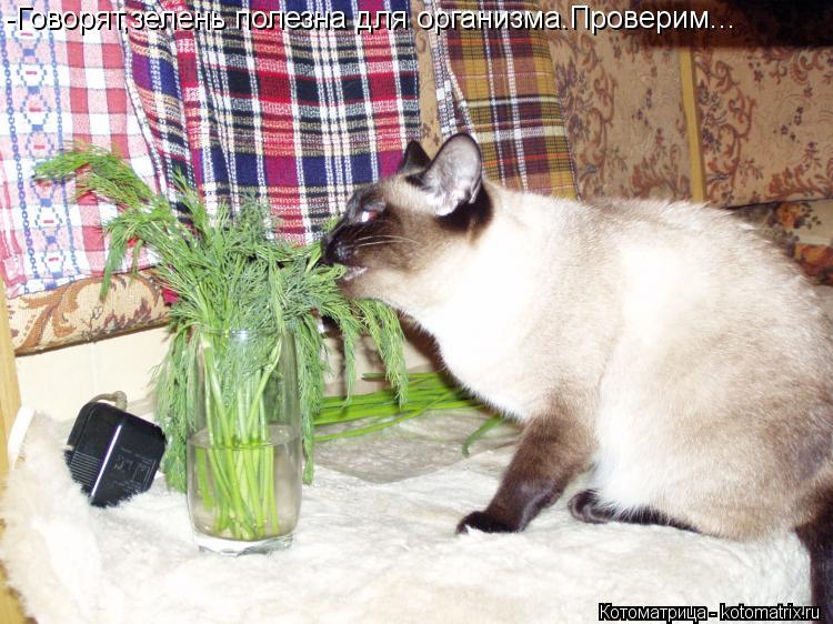 Котоматрица: -Говорят,зелень полезна для организма.Проверим...