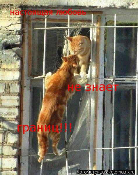 настоящая любовь не знает границ!!!... Котоматрица: настоящая любовь не знает границ!!!
