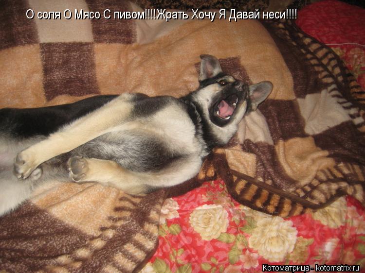 О соля О Мясо С пивом!!!!Жрать Хочу Я Давай неси!!!!... Котоматрица: О соля О Мясо С пивом!!!!Жрать Хочу Я Давай неси!!!!