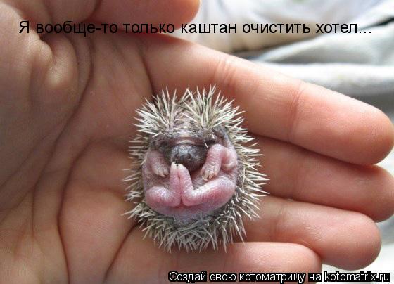 Я вообще-то только каштан очистить хотел...... Котоматрица: Я вообще-то только каштан очистить хотел...