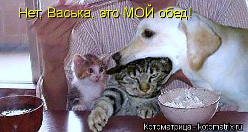 Котоматрица: Нет, Васька, это МОЙ обед!