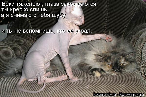Веки тяжелеют, глаза закрываются, ты крепко спишь, а я снимаю с тебя шубу и ты не вспомнишь, кто её... Котоматрица: Веки тяжелеют, глаза закрываются, ты крепко спишь, а я снимаю с тебя шубу и ты не вспомнишь, кто её украл.