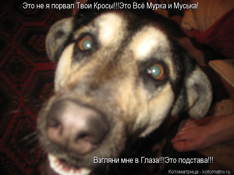 Это не я порвал Твои Кросы!!!Это Всё Мурка и Муська! Взгляни мне в Глаза!!!Это подстава!!!... Котоматрица: Это не я порвал Твои Кросы!!!Это Всё Мурка и Муська! Взгляни мне в Глаза!!!Это подстава!!!