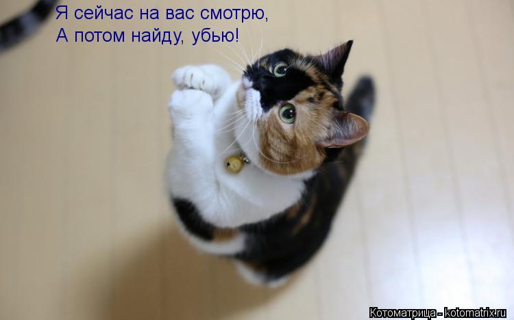 Котоматрица: Я сейчас на вас смотрю, А потом найду, убью!