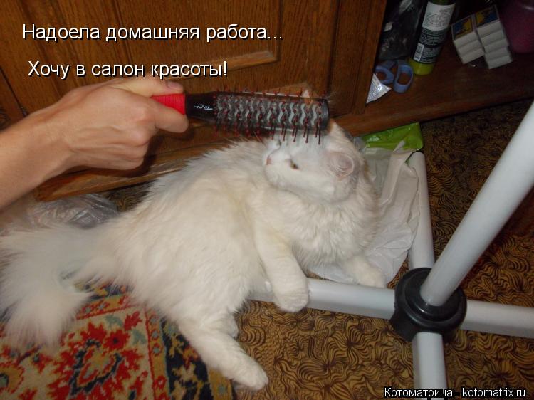 Котоматрица: Надоела домашняя работа... Хочу в салон красоты!