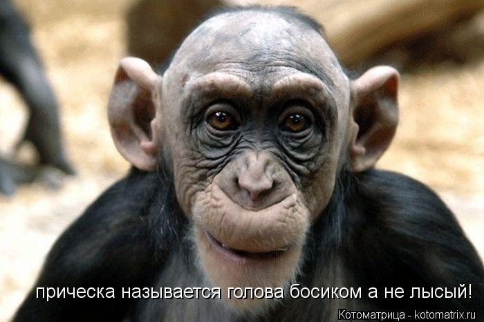 прическа называется голова босиком а не лысый!... Котоматрица: прическа называется голова босиком а не лысый!