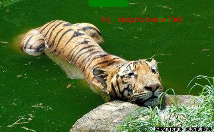 Ну , предположим КвА...... Котоматрица: Ну , предположим КвА...