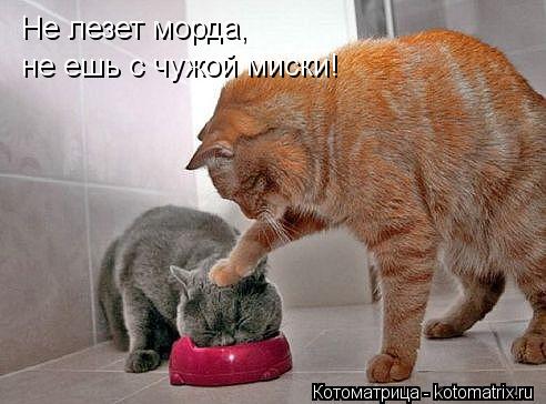 Не лезет морда, не ешь с чужой миски!... Котоматрица: Не лезет морда, не ешь с чужой миски!
