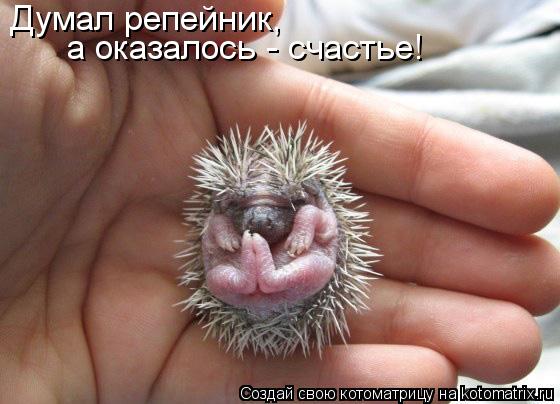 Думал репейник, а оказалось - счастье!... Котоматрица: Думал репейник, а оказалось - счастье!