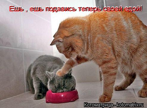 Ешь , ешь подавись теперь своей едой! Ешь , ешь подавись теперь своей едой!... Котоматрица: Ешь , ешь подавись теперь своей едой! Ешь , ешь подавись теперь своей едой!
