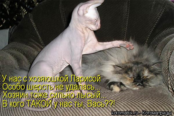 У нас с хозяюшкой Ларисой Особо шерсть не удалась... Хозяин тоже сильно лысый... В кого ТАКОЙ у нас т... Котоматрица: У нас с хозяюшкой Ларисой Особо шерсть не удалась... Хозяин тоже сильно лысый... В кого ТАКОЙ у нас ты, Вась??!