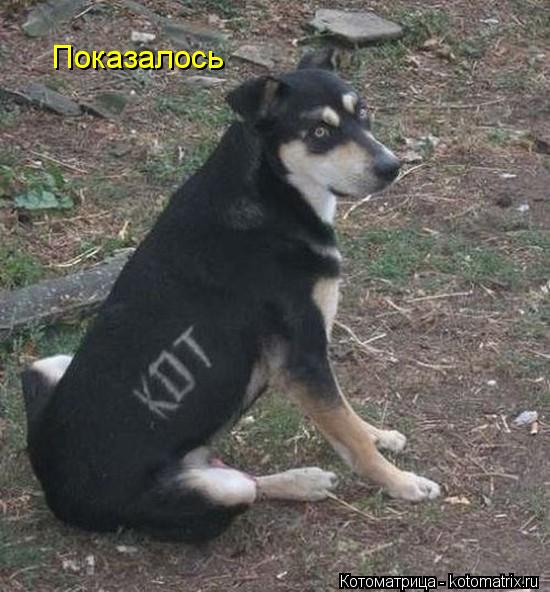 Показалось... Котоматрица: Показалось
