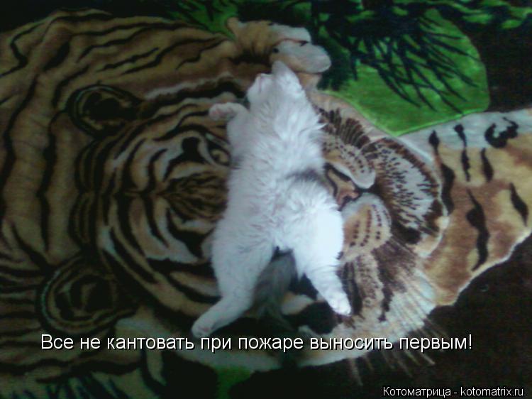 Все не кантовать при пожаре выносить первым!... Котоматрица: Все не кантовать при пожаре выносить первым!